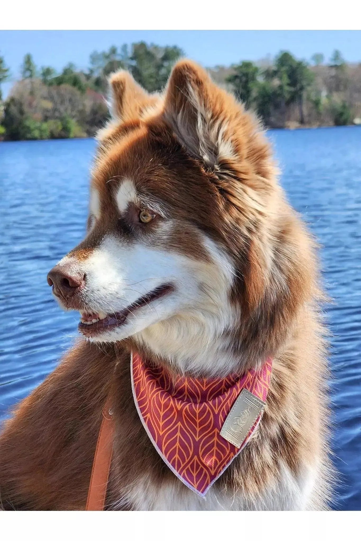 Dog with a bandana sitting by a body of water with trees in the background