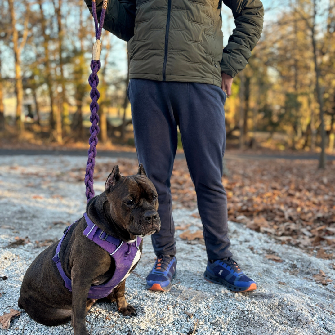 Wanderlust Cotton Rope Leash Dog