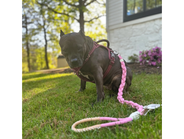 Wanderlust Cotton Rope Leash Dog