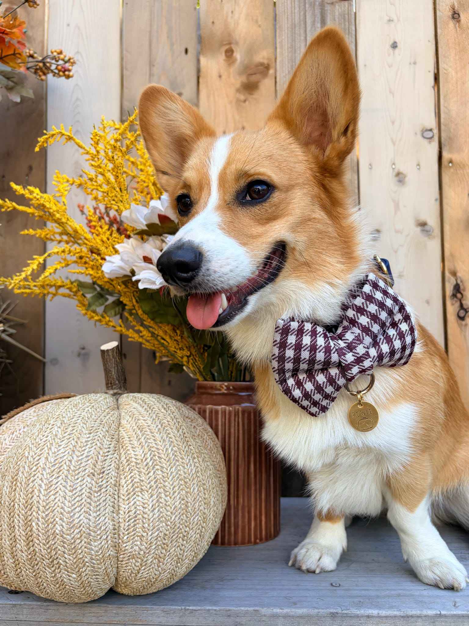 Corgi wearing a bow tie sitting next to a pumpkin and autumn decorations.
