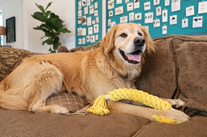 Dog lying on a couch with a yellow rope toy, surrounded by a cozy living room setting.