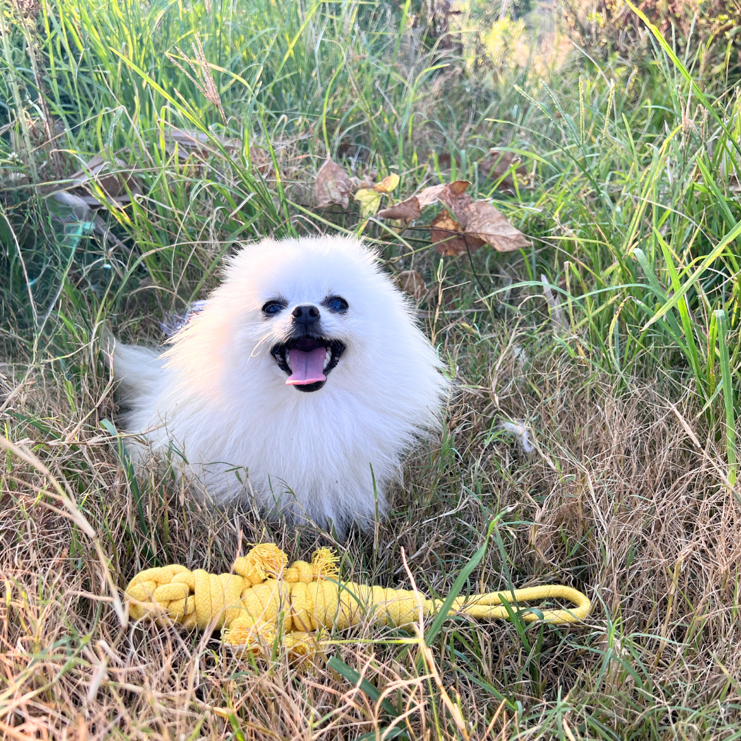 Yellow the Lizard Rope Tug Toy Dog