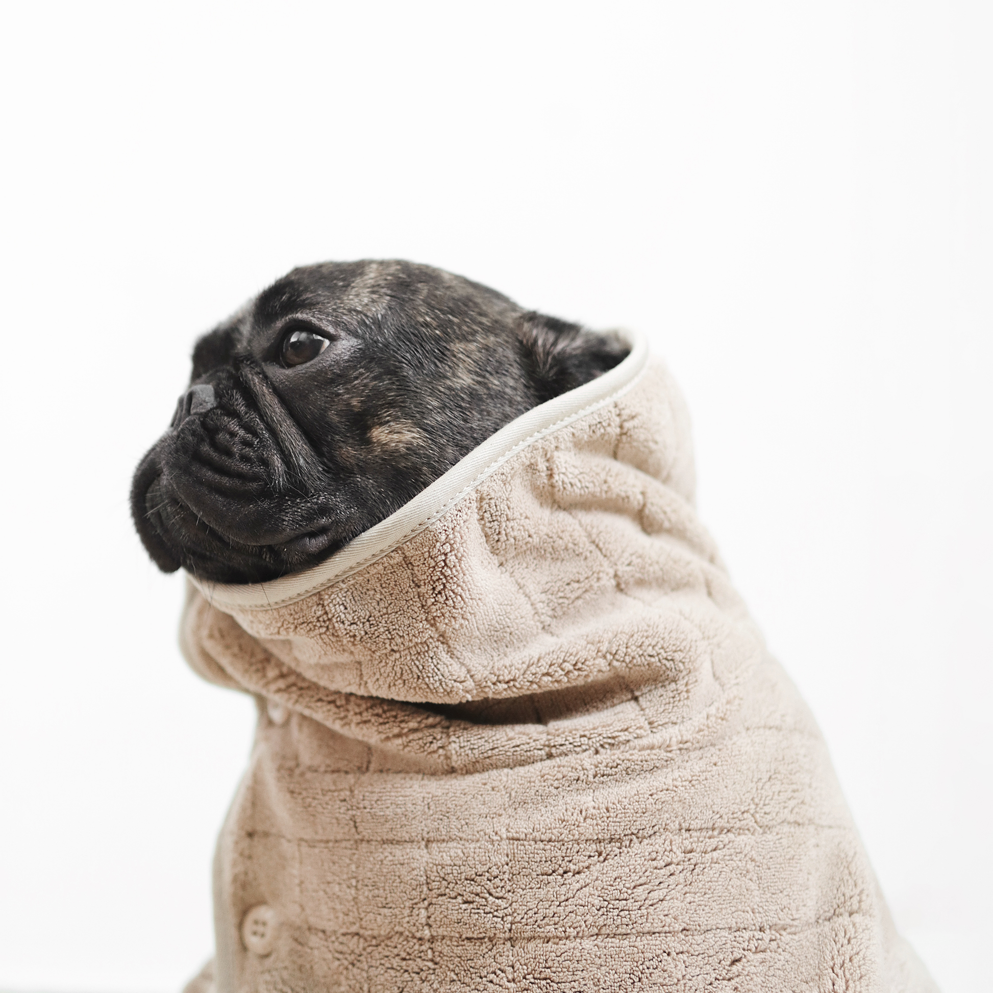 Dog wrapped in a beige bathrobe on a white background