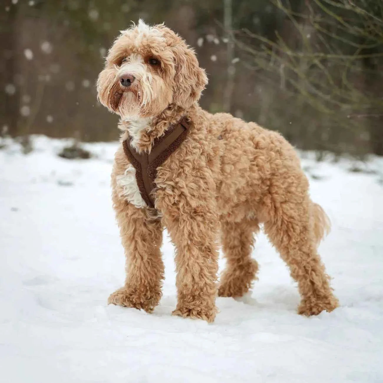 Brown Sherpa Dog Harness on brown dog standing in white snow with blurred natural background