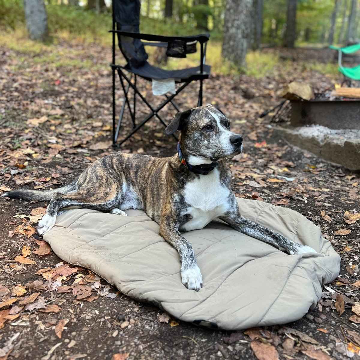 Bed 'n a Bag Travel Dog Bed