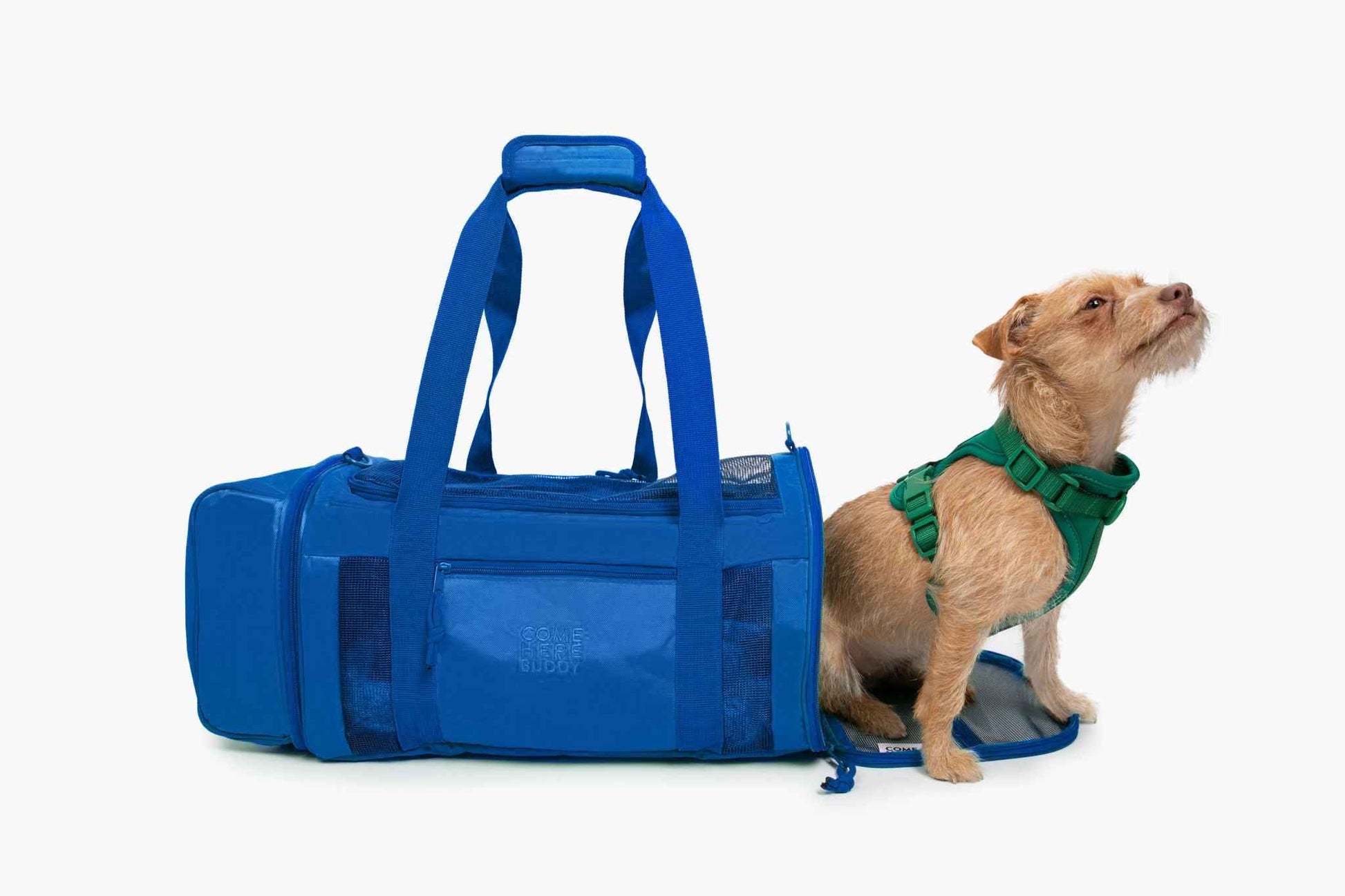 Travel Buddy - dog carrier in royal blue with small brown dog