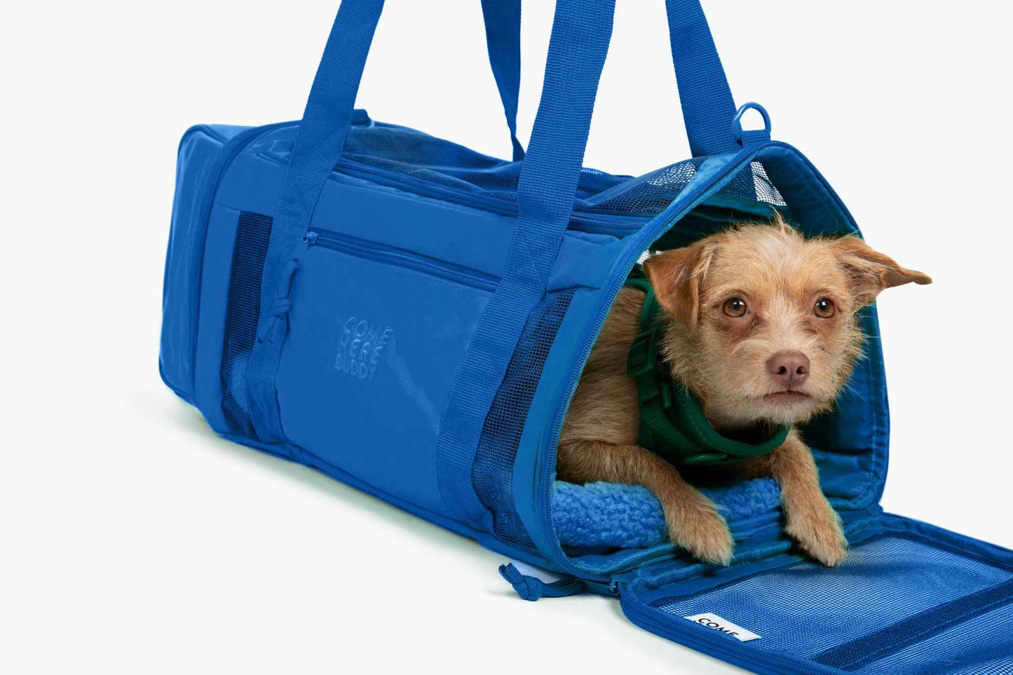 Travel Buddy - dog carrier in royal blue with small brown dog