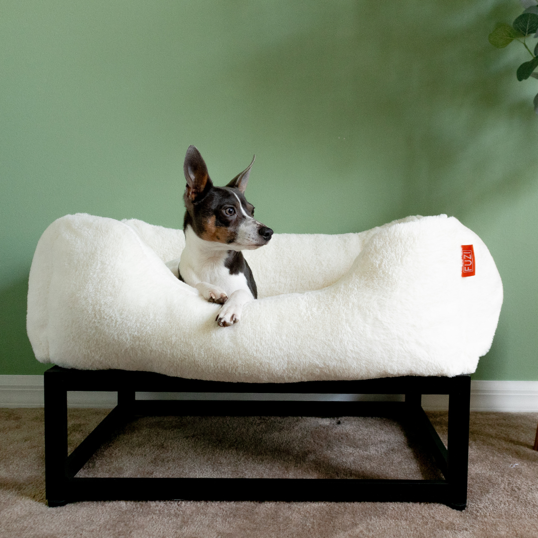 Dog lying on a white pet bed with a black frame against a green wall.