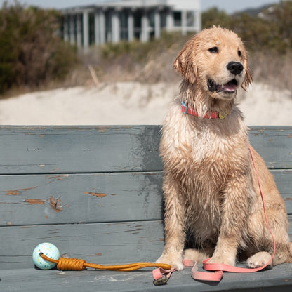 Wet dog sitting on a wooden bench with a toy and flip-flops, beach setting