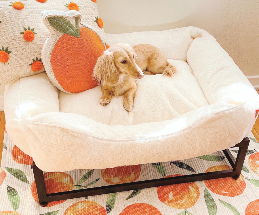 Dog lying on a white pet bed with an orange pillow, surrounded by a pumpkin-themed rug.