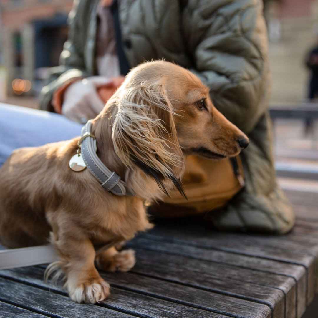 Collar - Vegan Leather