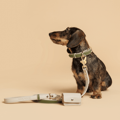 Dachshund wearing a green collar with a matching leash and small white bag on a beige background