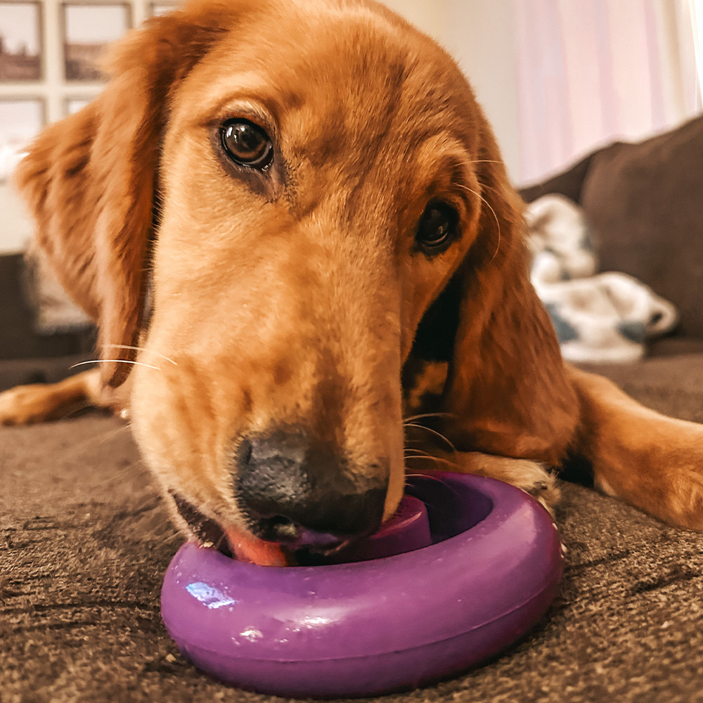 Dog playing with a purple toy on a carpeted floor.