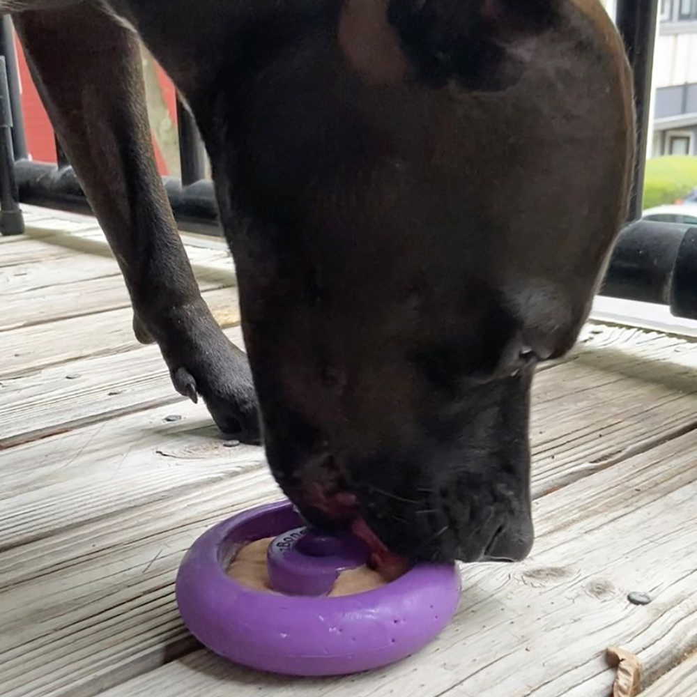 Dog interacting with a purple toy on a wooden deck