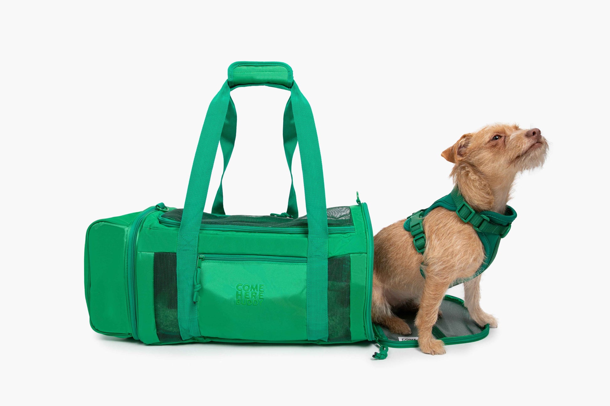 Travel Buddy - dog carrier in green with small brown dog