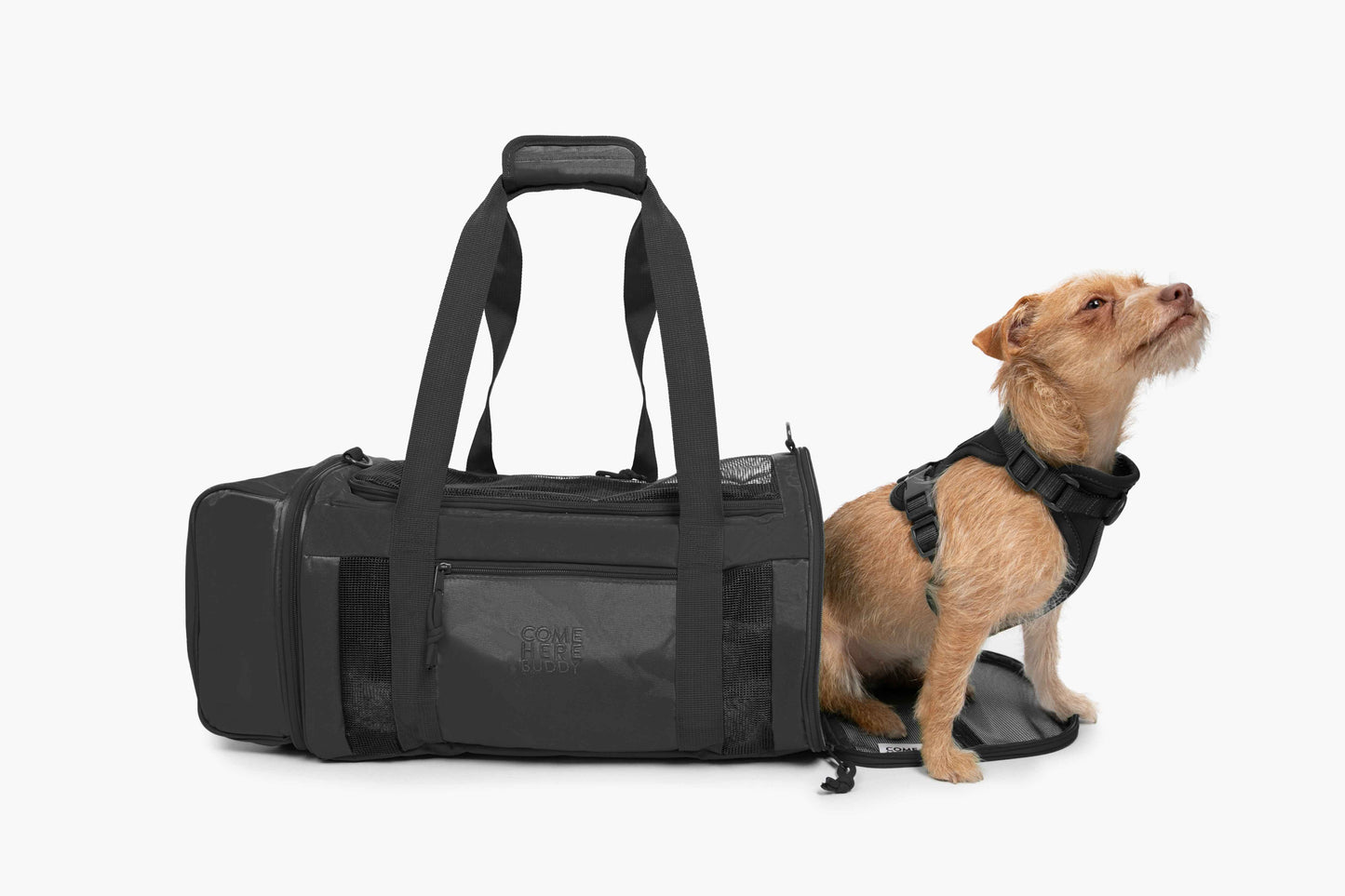 Travel Buddy - dog carrier in black with small brown dog