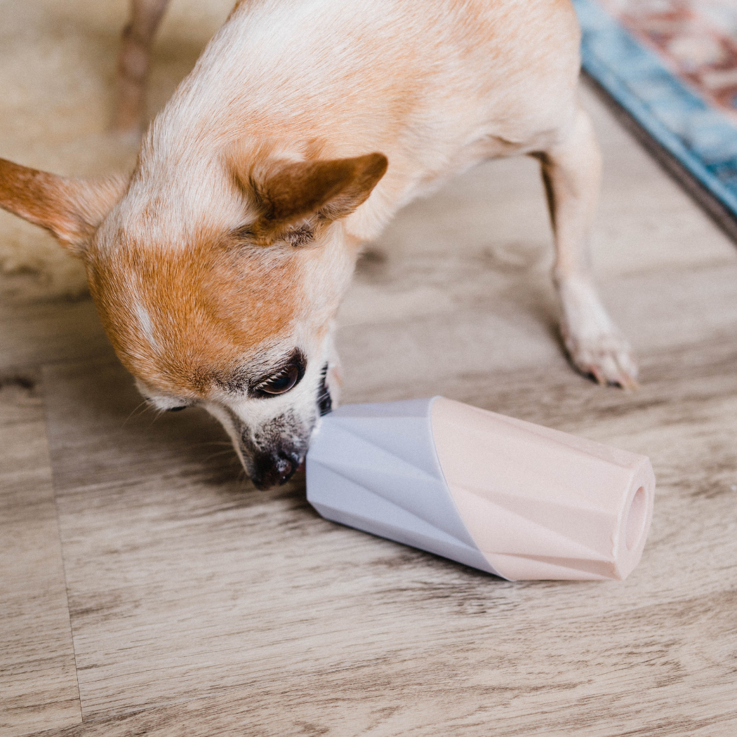 Small dog interacting with a cone-shaped toy on a wooden floor