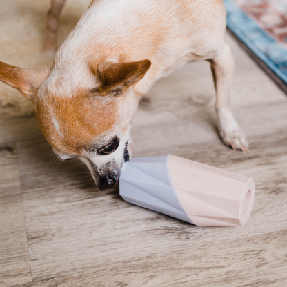 Small dog interacting with a cone-shaped toy on a wooden floor