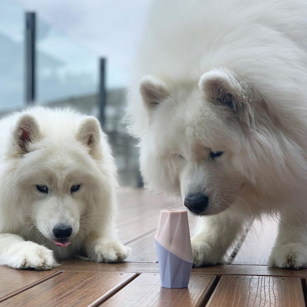 Two white dogs interacting with a small pink and purple container on a wooden floor.
