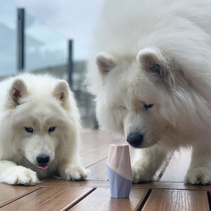 Two white dogs interacting with a small pink and purple container on a wooden floor.