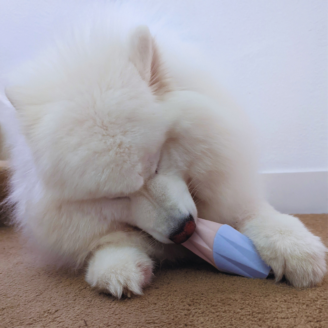 White dog chewing on a blue toy on a brown carpet