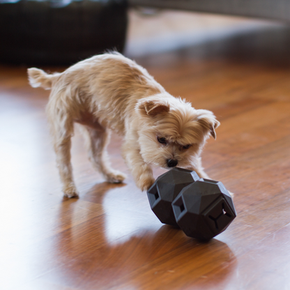 Small dog playing with a black dog toy on a wooden floor.