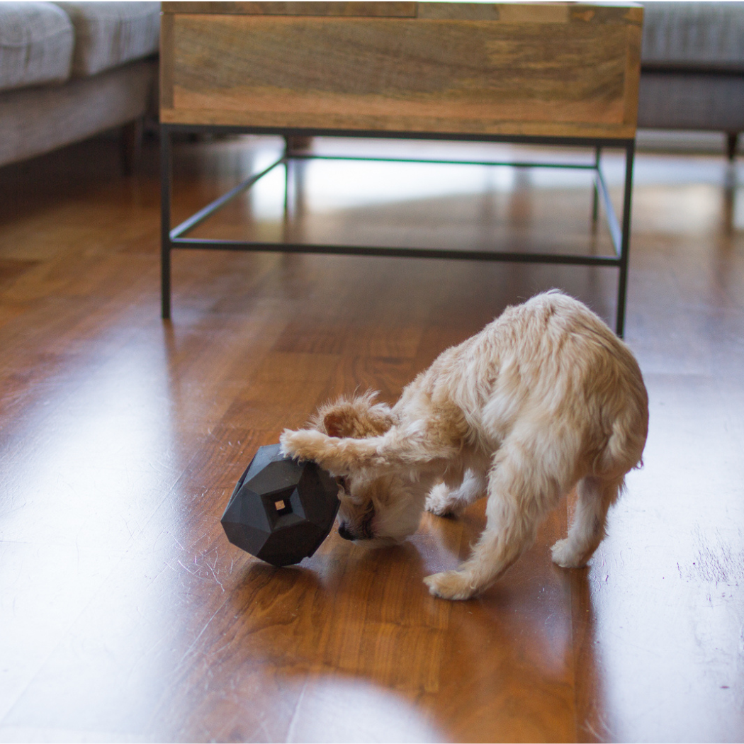 Dog playing with a black object on a wooden floor in a living room.