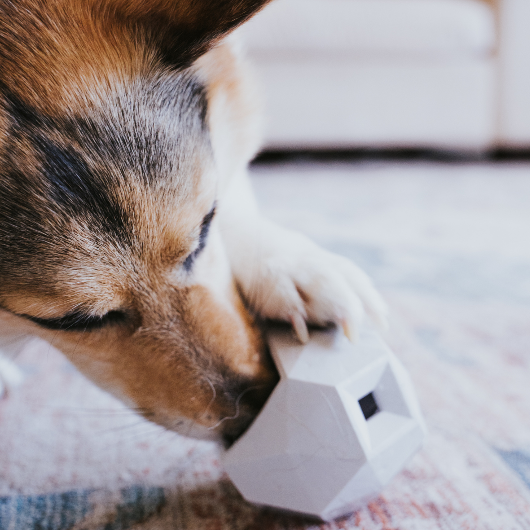 Dog playing with a white geometric toy on a carpeted floor.