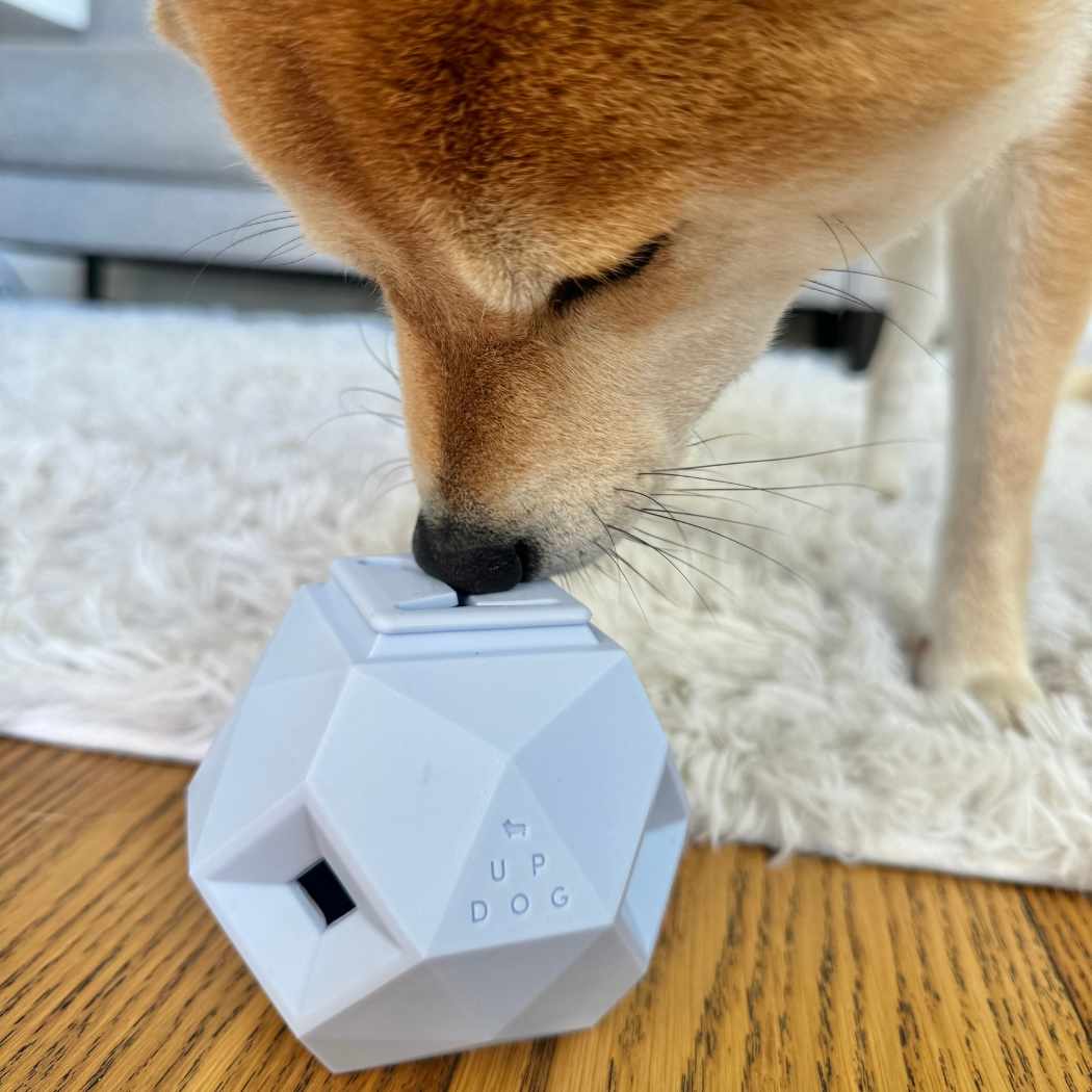 Dog interacting with a geometric dog toy on a wooden floor.