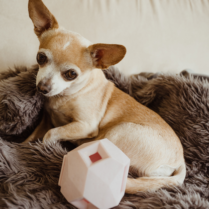 Small dog sitting on a fluffy cushion with a toy in its mouth