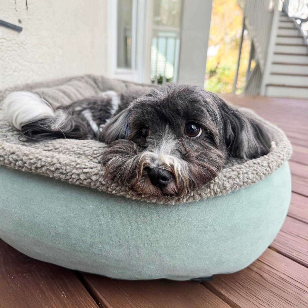 Dog lying on a light blue pet bed with a wooden floor and outdoor background