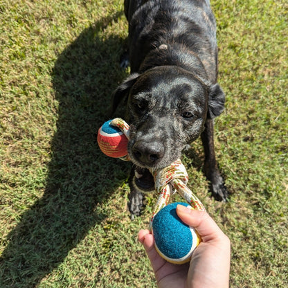 Dog playing with a toy on grass