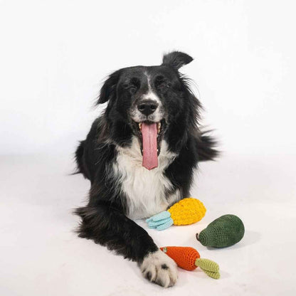 Organic Veggie Toys Bundle next to happy black and white dog on white background